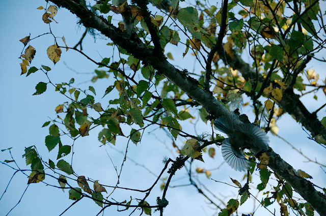 chickadee in flight