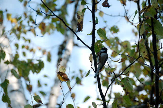 chickadee