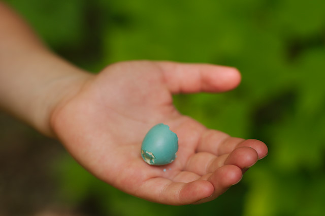Carleton-sur-Mer robin egg shell