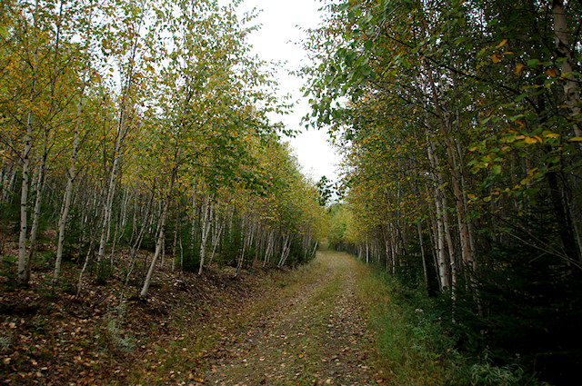 Pin Rouge - Cross-country ski trail