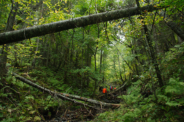 Pin Rouge - Creek bed