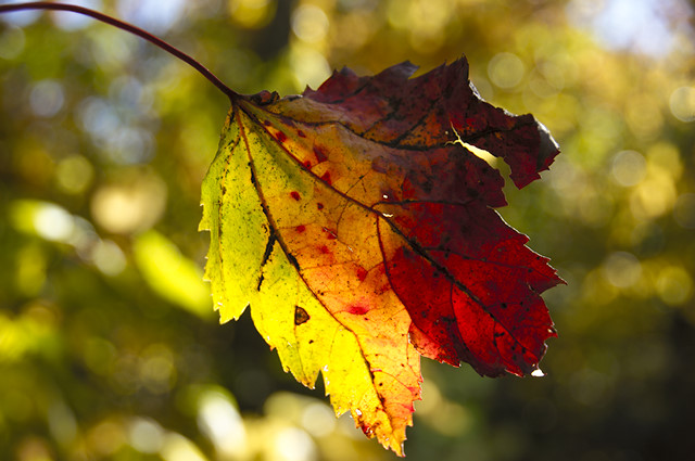 Fall Maple