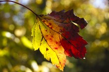 fall maple leaf