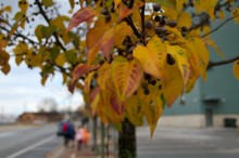 yellow downtown leaves